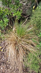 Carex secta