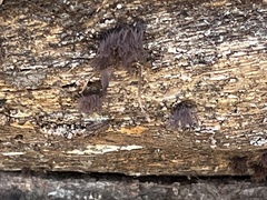 Stemonitis