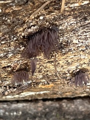 Stemonitis