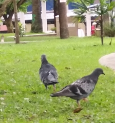 Columba livia domestica