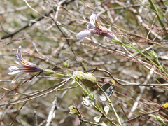 Salpiglossis sinuata