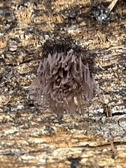 Stemonitis