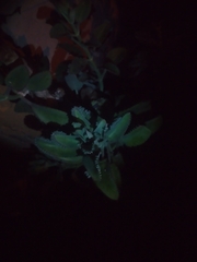 Kalanchoe laetivirens