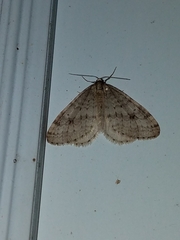 Operophtera bruceata