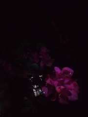 Bougainvillea glabra