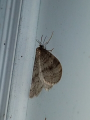 Operophtera bruceata