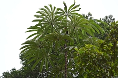 Cecropia sciadophylla