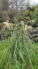 Austroderia richardii