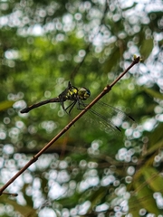 Agrionoptera insignis