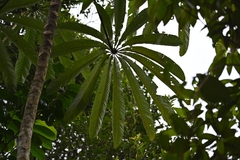 Cecropia sciadophylla