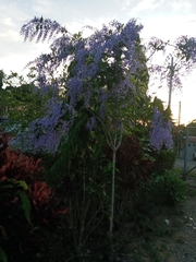Petrea volubilis