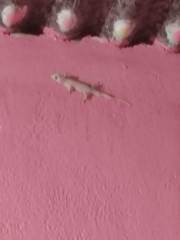 Gekkota