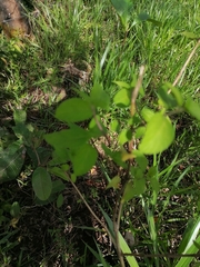 Malpighia glabra