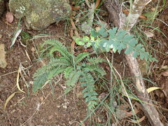 Asplenium macraei
