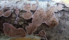 Trichaptum abietinum