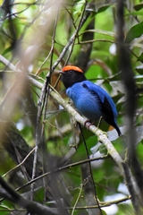 Chiroxiphia caudata