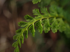 Asplenium macraei