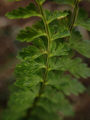 Asplenium macraei