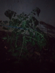 Solanum lycopersicum