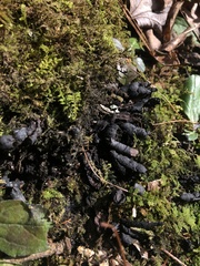 Xylaria