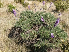 Lupinus