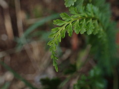 Asplenium macraei