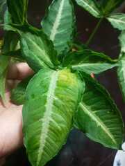 Syngonium