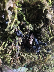 Xylaria