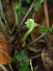 Asplenium macraei