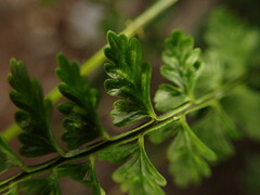 Asplenium macraei