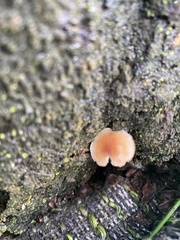 Lentinus flexipes