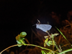 Rupela
