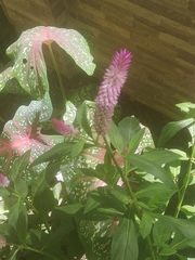 Celosia argentea image