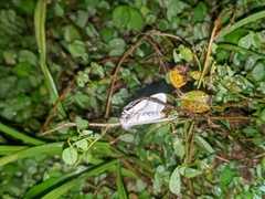 Rupela