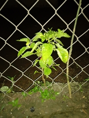 Capsicum annuum