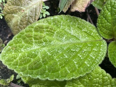 Episcia