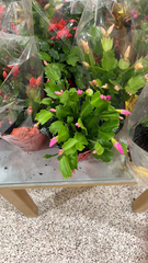 Schlumbergera truncata