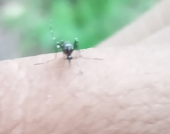 Aedes taeniorhynchus