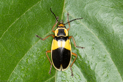 Chauliognathus flavipes