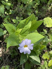Thunbergia natalensis