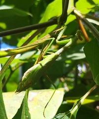 Stagmomantis limbata