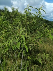 Varronia curassavica