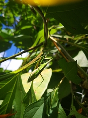 Stagmomantis limbata