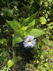 Thunbergia natalensis
