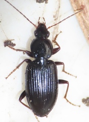 Agonum