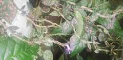 Hypoestes