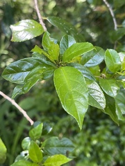 Rhamnus prinoides