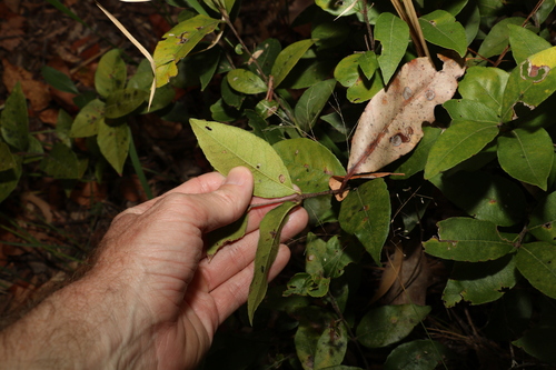 Image of Notelaea ovata by (c) Greg Tasney, some rights reserved (CC BY-SA)