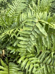 Nephrolepis exaltata