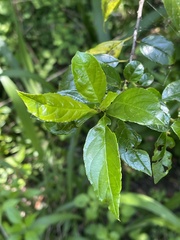 Rhamnus prinoides